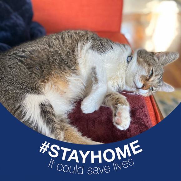 Meet your Posher, Candi - Picture 1 of 1